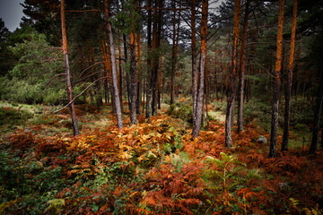 Pine forest with meandering autumn stream.