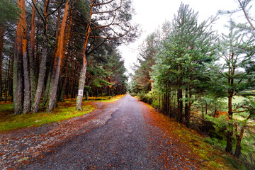 Fototapeta premium Autumn pine woods with a winding road.