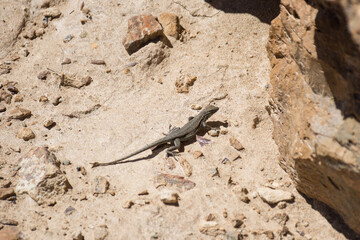 lizard in the hot sandy desert