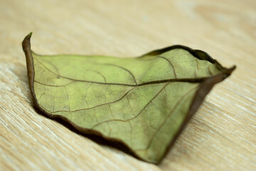 hojas, verde, naturaleza, fábrica, aislada, macro, acuático, blanco, fresco, árbol, hojas,...