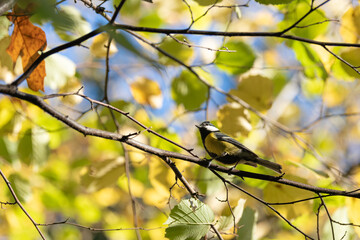 Great tit small bird autumn close up at the branch.