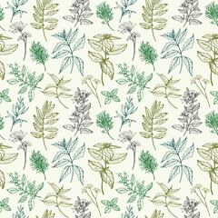 Culinary herbs seamless pattern with branches of basil, dill, oregano, rosemary, sage, mint, bay leaf. Repeating background with botanical engraved plants vector illustration. For print, card, textile