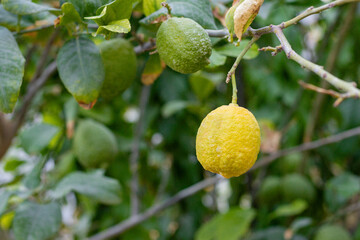 lemon tree with ripe fruits
