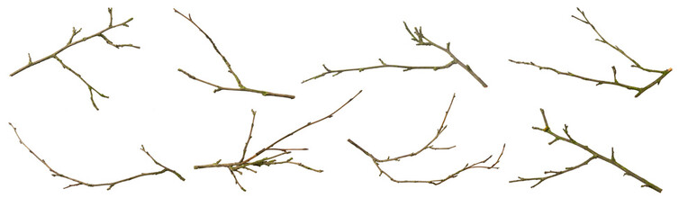 dry twigs on white isolated background - obrazy, fototapety, plakaty
