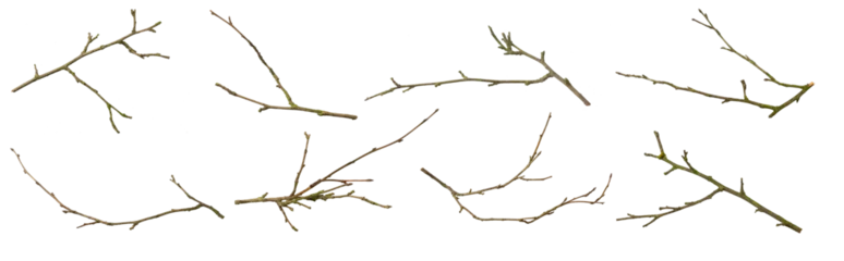 Fotobehang dry twigs on white isolated background © Krzysztof Bubel
