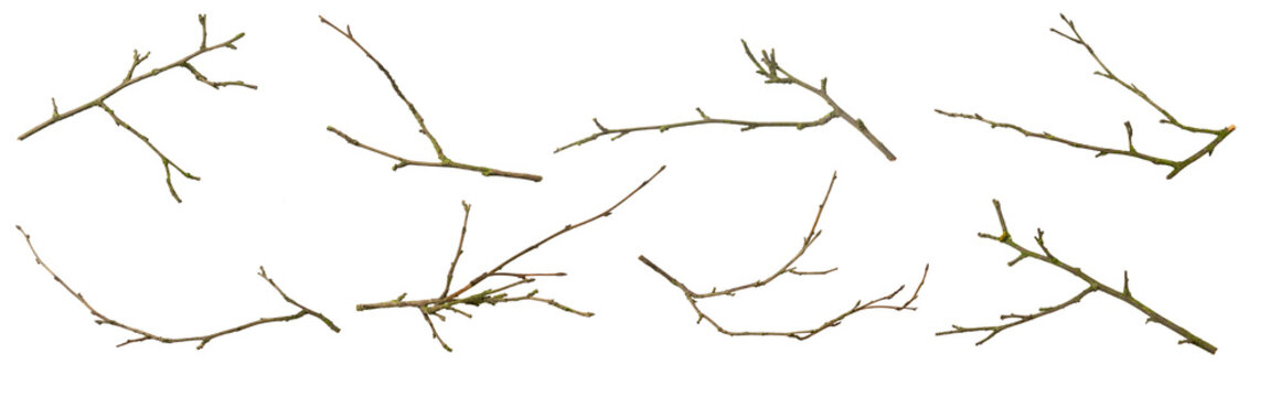 dry twigs on white isolated background