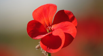 Pelargonium zonal Chandelier White - plant flower