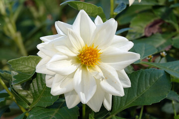 Decorative dahlia - plant flower