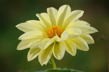 Decorative dahlia - plant flower