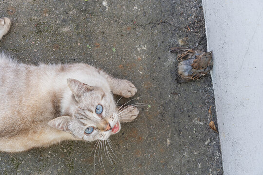 Grey and yellow cat with blue eyes after bird hunting