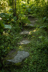 Old hidden stone stairs in the shade surrounded by green growth 