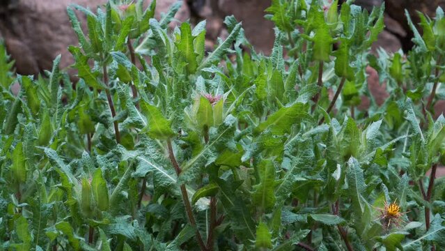 St. Benedict's thistle (Latin: Cnicus Benedictus) plant is a wild plant also cultivated at home for its medicinal properties and therapeutic benefits. Explore the world of health-focused gardening.