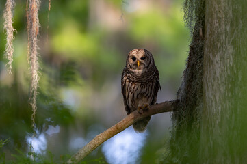 Barred owl in a mossy tree in Florida 