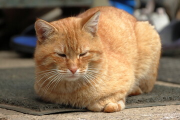 red cat resting on the ground