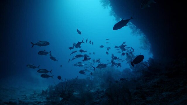 Underwater shot of cavern entrance with school of fish swimming 