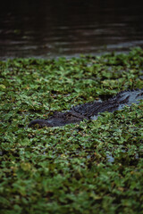 crocodile underwater