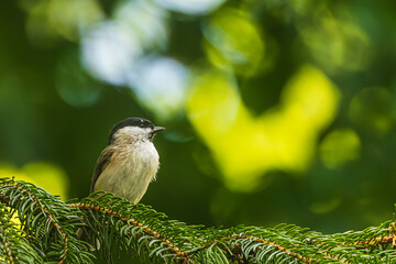 Obraz premium small bird marsh tit (Poecile palustris) on a spruce branch