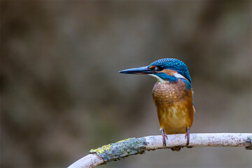 Eurasian kingfisher (Alcedo atthis) sitting above the river