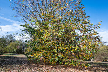 Autumn view of South Park in city of Sofia, Bulgaria