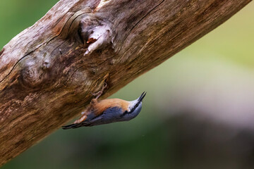 Eurasian nuthatch, (Sitta europaea) climbs with the body in reverse