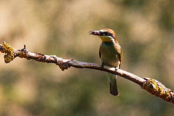 The European bee-eater (Merops apiaster) portrait of a beautifully coloured bird
