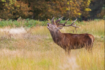 the red deer (Cervus elaphus) honking during the rutting season