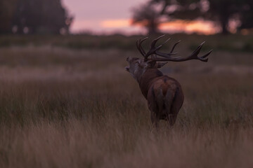 the red deer (Cervus elaphus) blowing the bugle in heat with sunrise