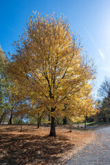 Naklejka premium Autumn view of South Park in city of Sofia, Bulgaria