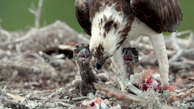 Osprey Feeding Chicks on a Nest in the Rain