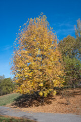 Autumn view of South Park in city of Sofia, Bulgaria