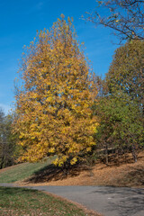Autumn view of South Park in city of Sofia, Bulgaria