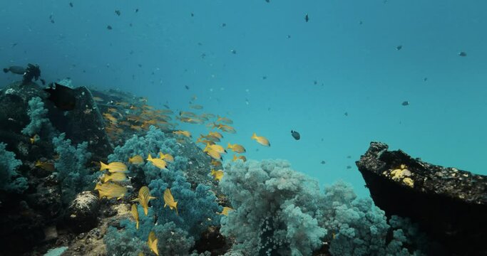 Captivating turquoise soft coral reef close to the shore of Mauritius.