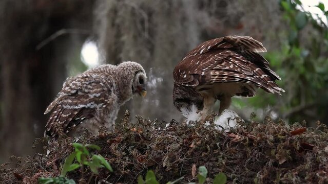 Barred owl feeding an owlet in Florida 