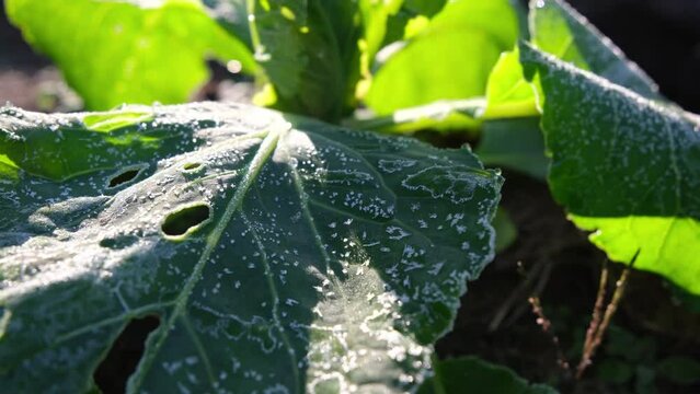 Close up and moving camera away from cabbage plants cover in ice crystals or frost while vegetables growing in back yard garden in early fall