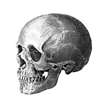 A human skull, a vector illustration in an engraved style, suitable for print and other projects.