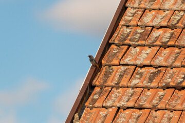 Naklejka premium An image of Black Redstart in neighbourhood