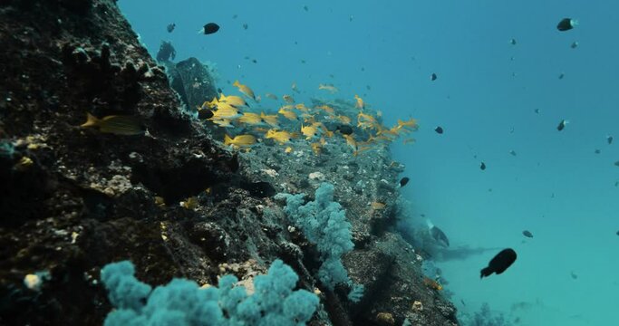 Yellow snapper fish beside an artificial reef made of a sunken ship.