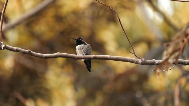Hummingbird perched on small branches in fall 