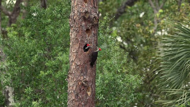 Pileated woodpecker feeding babies in a nest in Florida 