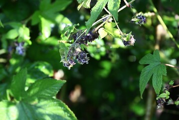 Humulus japonica (Japanese hop) flowers and fruits. Cannabaceae dioecious annual vine. The stems have small sharp spines and grow by getting entangled with other edible plants.