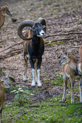 Male Mouflon Sheep (Ovis gmelini)
