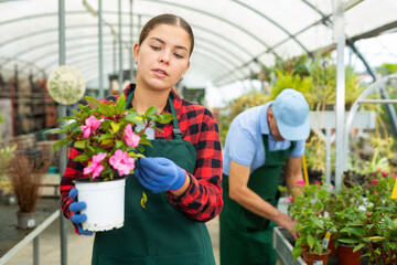 Serious female florist checking Guineana plant during work in greenhouse