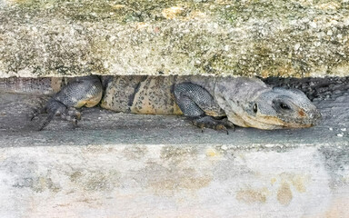 Mexican iguana lies on wall in tropical nature Mexico.