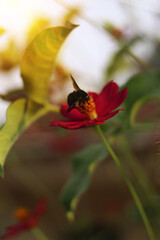 An enchanting scene captured in a beautiful garden, where a diligent bee finds herself delicately perched on a lush flower. The bee, wrapped in its striped, vibrant fur, is immersed in the search for 
