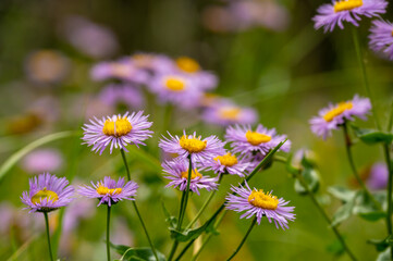 Close Up on Purple Aster Blossoms in Grand Teton National Park
