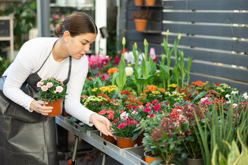 Female flower shop worker inspects flowers in pots. Woman took small pot of garden carnation