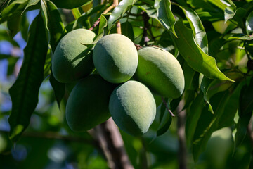 Sword mango fruits on the tree