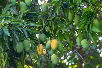 Sword mango fruits on the tree