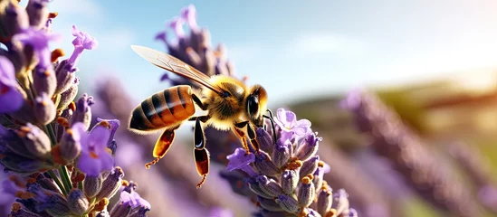 Fotobehang A lavender flower receiving a visit from a honey bee © 2rogan