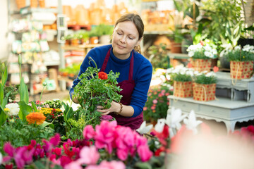 Female gardener tending to potted ranunculus in container garden